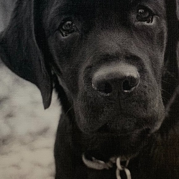 Black Lab puppy canvas artwork - Picture 6 of 6
